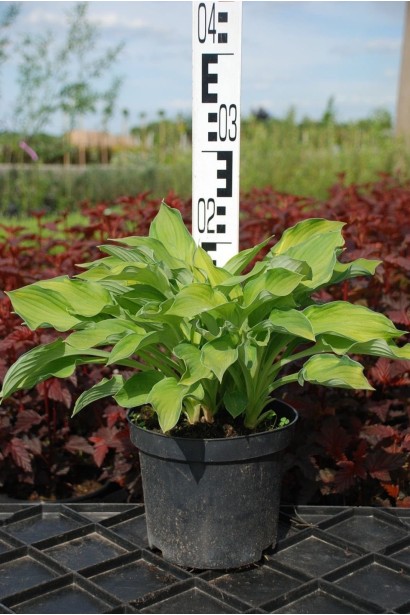 Хоста гібридна Стейнд Гласс - 3л/вис.15-20см/Ø25-30см